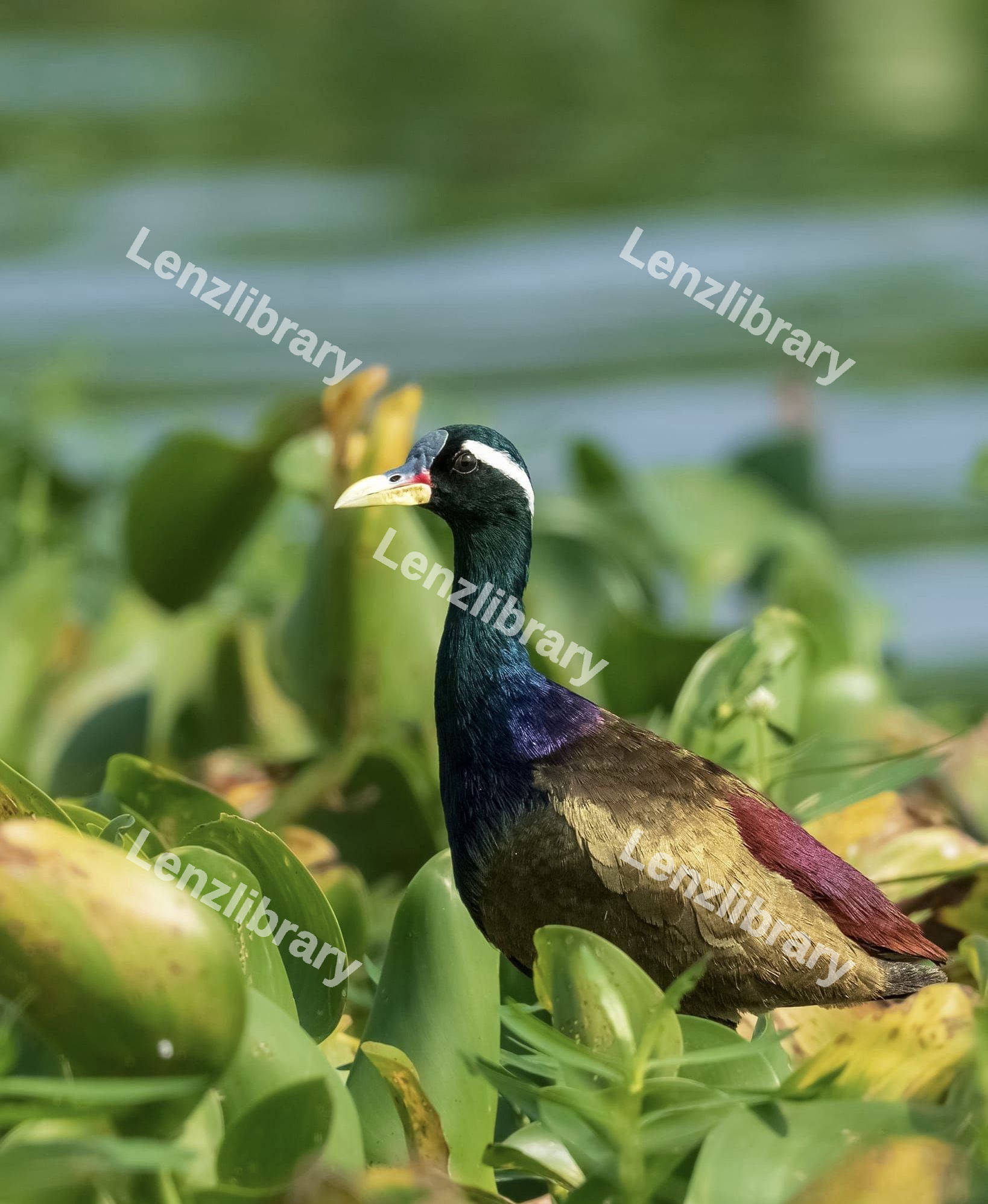 Bronze-winged Jacana Bird